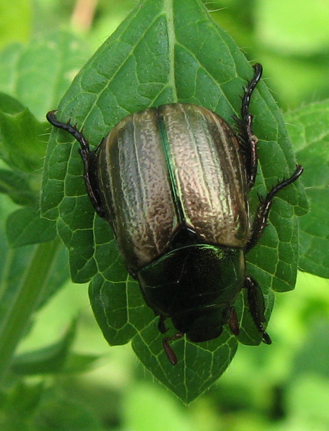 identificazione coleottero: Mimela junii